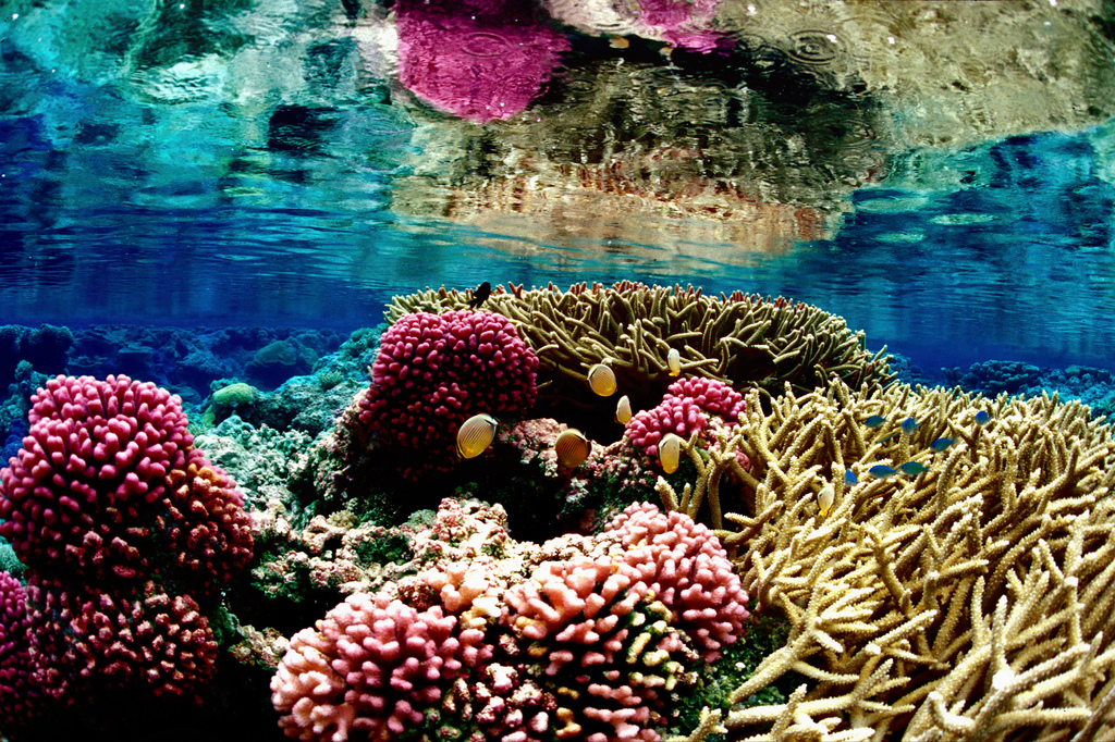 A colorful image of a coral reef underwater. Photo: Jim Maragos/U.S. Fish and Wildlife Service, CC-BY-2.0